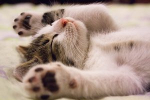 Benefits of CBD Oil for Cats